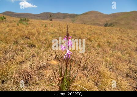 Watsonia lepida nel Golden Gate Highlands National Park, Freestate, Sud Africa Foto Stock