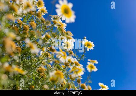 Campo di margherite, cielo blu e sole. Campo estivo con margherite bianche su cielo blu Foto Stock