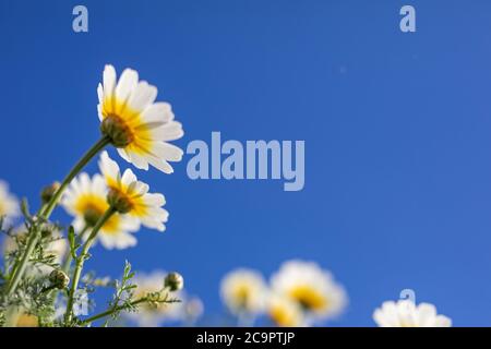 Campo di margherite, cielo blu e sole. Campo estivo con margherite bianche su cielo blu Foto Stock
