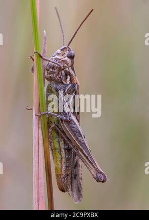 Un gracshopper di campo che poggia sul gambo di un'erba alta. Foto Stock