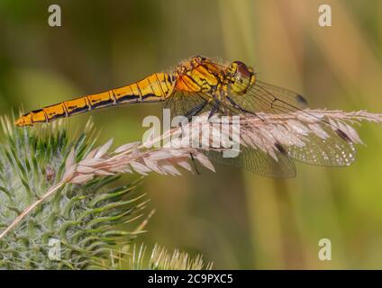 Una libellula femminile di Ruddy Darter poggiante su un gambo di semi d'erba. Foto Stock