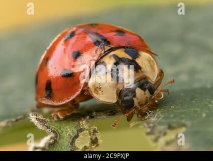 Un Harlequin Ladybird a caccia.. Foto Stock