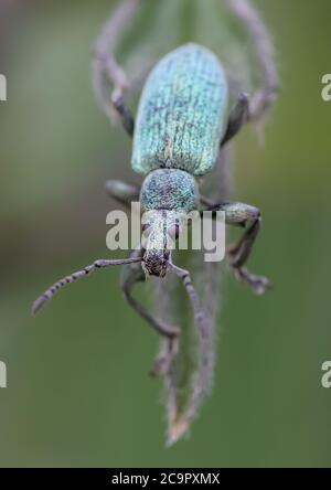 Un Weevil di Emerald Nettle su una foglia di ortica. Foto Stock