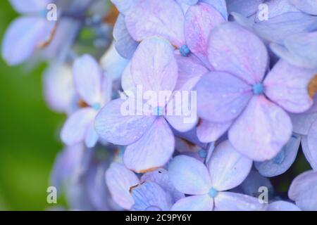 Blue Hydrangea fiori imbevuti di acqua piovana Foto Stock