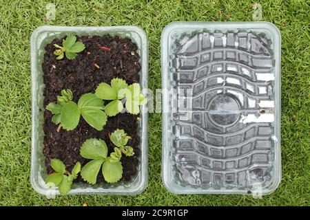 Giardinaggio su un preventivo. Vassoi per semi riciclati e propagatore di semi da vassoi di plastica per alimenti, isolati in verde Foto Stock