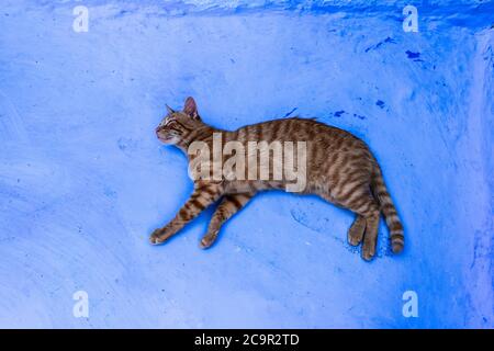 Un gatto tabby arancione Foto Stock