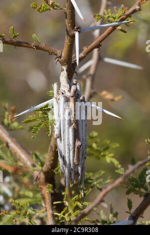 Bagworm Moth caso nella famiglia Lepidoptera closeup appeso su un albero di spina in Sud Africa Foto Stock