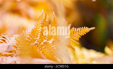 Foglia di felce giallastra su sfondo sfocato. Foglia di felce secca nella foresta. Autunno sfondo tropicale. Spazio di copia Foto Stock