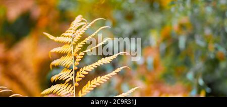 Foglia di felce giallastra su sfondo sfocato. Foglia di felce secca nella foresta. Autunno sfondo tropicale. Spazio di copia Foto Stock