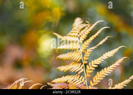 Foglia di felce giallastra su sfondo sfocato. Foglia di felce secca nella foresta. Autunno sfondo tropicale. Spazio di copia Foto Stock