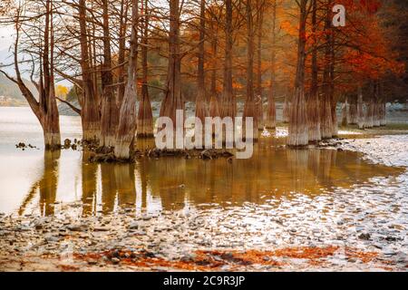 Lago Cypress in Succo. Attrazioni. Gli alberi crescono in acqua. Autunno giorno di sole Foto Stock