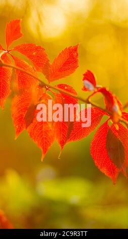 Foglie rosse di un'uva selvatica. Foglie autunnali di uve selvatiche con sfondo sfocato. Sfondo autunno. Spazio di copia Foto Stock