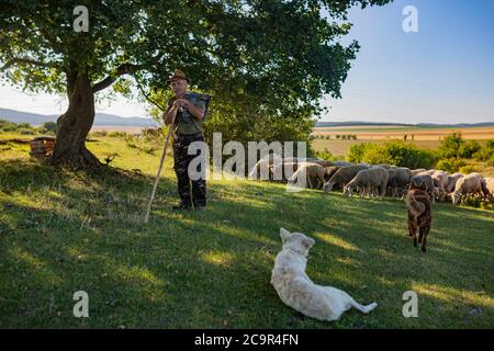 Ritratto di un pastore ungherese dalla campagna con i suoi cani pastori Foto Stock