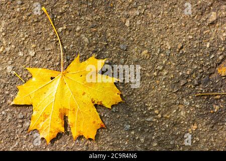 Foglia di acero giallo sull'asfalto. Simbolo dell'autunno - foglia caduta di un albero su sfondo scuro. Caduta autunno foglia di acero marrone su strada. Spazio di copia. T Foto Stock