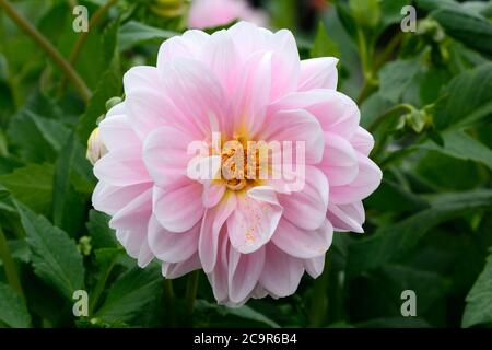 Dahlia Bracken Ballerina fiore fiore fiorito Foto Stock