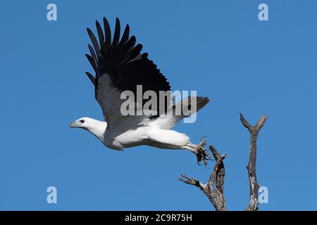 Aquila di mare dalle fiancate bianche (Haliaeetus leucogaster) decollo, diga di Fogg, territorio del Nord, NT, Australia Foto Stock