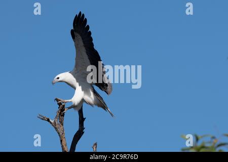 Aquila di mare dalla biglia bianca (Haliaeetus leucogaster) che viene a terra su un persico, diga di Fogg, territorio del Nord, NT, Australia Foto Stock