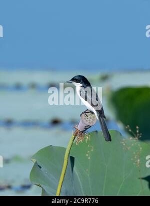 Paperbark Flycatcher (Myiagra nana) appollaiato su un baccello di semi di loto, diga di Fogg, territorio del Nord, NT, Australia Foto Stock