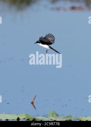 Paperbark Flycatcher (Myiagra nana) in volo, diga di Fogg, territorio del Nord, NT, Australia Foto Stock