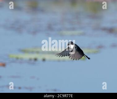 Paperbark Flycatcher (Myiagra nana) in volo, diga di Fogg, territorio del Nord, NT, Australia Foto Stock