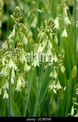 Ornithogalum candicans Estate hyacynth Spire giglio profumato fiori bianchi su steli lunghi Foto Stock