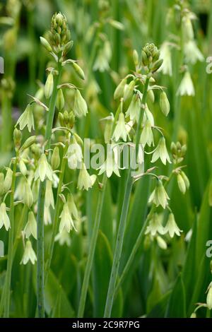 Ornithogalum candicans Estate hyacynth Spire giglio profumato fiori bianchi su steli lunghi Foto Stock