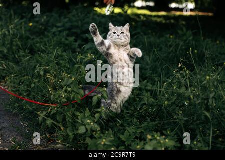 Gattino razza scozzese diritto, di età 4 mesi, colore grigio a strisce su una passeggiata in estate. Il gatto al guinzaglio viene addestrato, giocato e salta. Foto di alta qualità Foto Stock