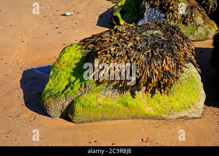 Canalizzato rack, Pelvetia canaliculata, colonizzando le difese marine di roccia importate sulla costa nord del Norfolk a Sea Palling, Norfolk, Inghilterra, Regno Unito. Foto Stock