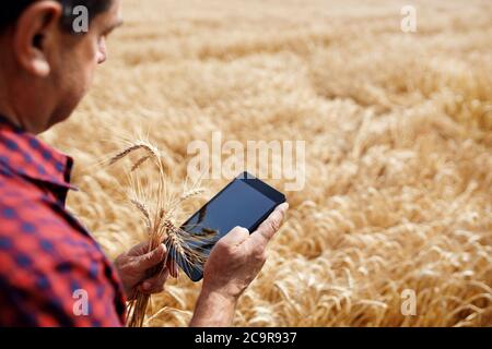 coltivatore in piedi in campo di grano Foto Stock