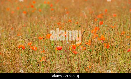Un campo di papaveri che vanno a seme. Foto Stock