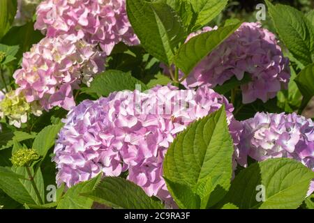 Fiori di Hydrangea rosa e viola in fiore Hydrangea macrophylla . Fiori estivi in giardino. Macchia colorata di hortensia. Primo piano del flusso di Hortensia Foto Stock