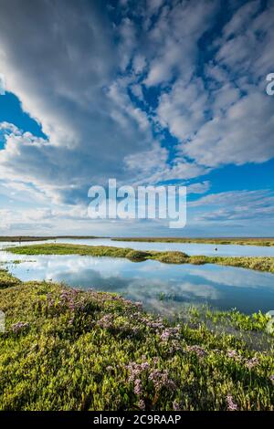 Il salmarsh costiero del Norfolk è allagato con l'alta marea. Foto Stock