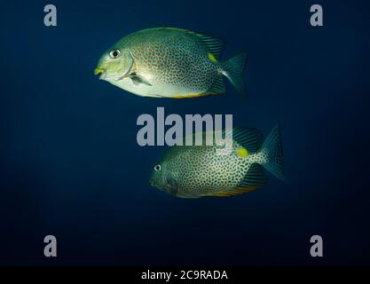 Coppia di pesci coniglio in sella d'oro, Siganus guttatus, nuoto contro sfondo blu chiaro, Tulamben, Bali, Indonesia Foto Stock