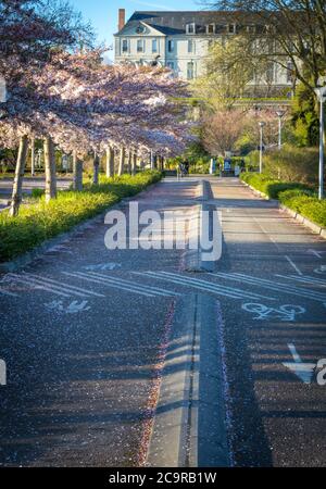 pista ciclabile e pedoni sotto alberi di ciliegio Foto Stock