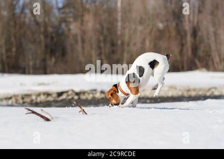 Jack Russell terrier giocare nella neve in giornata di sole, scavando e saltando, le sue gambe in aria Foto Stock