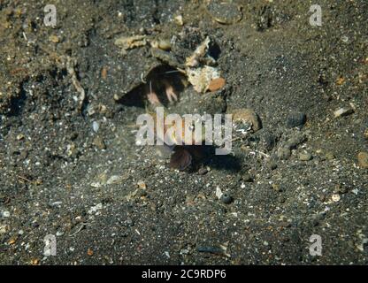 Prawn-goby spotted, Amblyeleotris guttata, buca esterna, Tulamben, Bali, Indonesia Foto Stock