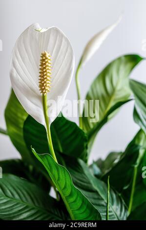 Foglia di alinga, fiore di scoiattolo, Spathipyllum, fiore bianco in piena fioritura su fondo chiaro, foglie verdi, fiasca giallo-marrone con semi Foto Stock