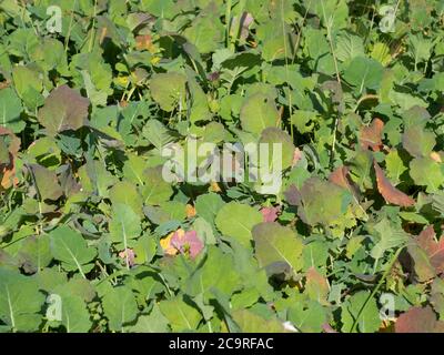 vista ravvicinata sul campo con cavolo con rape mature soleggiato giorno d'autunno Foto Stock