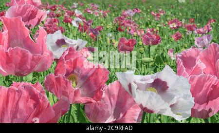 campo di papavero medico rosa e bianco luminoso in piena fioritura Foto Stock