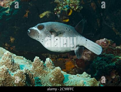 Pesce Puffer Blackspotted o Puffer a faccia di cane, Arothron nigropunctatus, Tulamben, Bali Foto Stock