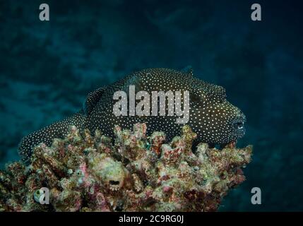 Guineafowl pufferfish, Arothron meleagris, che riposa sulla barriera corallina, isola di Bathala, Maldive Foto Stock