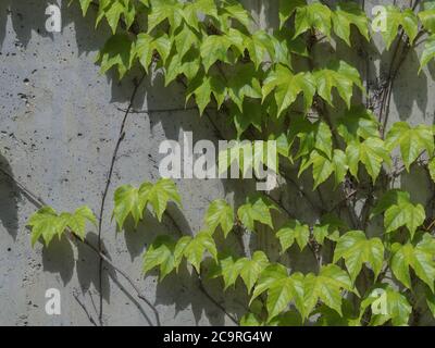fresh lush green ivy climbs on a concrete decorative wall Foto Stock