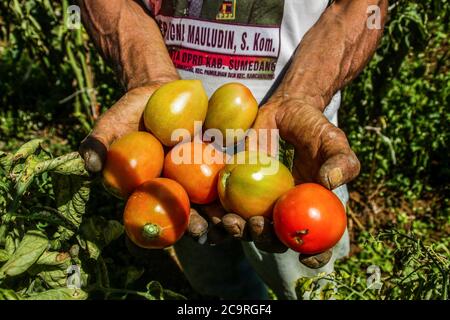 Un agricoltore tiene in mano pomodori appena raccolti in una fattoria a Tanjungsari. Il raccolto in corso di prodotti simili in varie regioni rende i pomodori facilmente ottenuti nel mercato tradizionale, il prezzo di vendita è ora di circa 0,27 USD per kg. Foto Stock