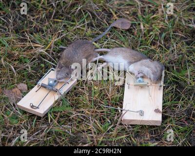 Due topi morti intrappolati, catturati dal classico mousetrap in legno su sfondo erba, fuoco selettivo Foto Stock