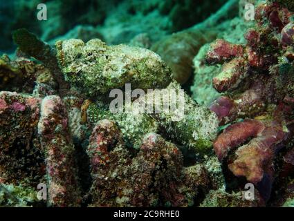 Scorpione, Scorpaenopsis oxycephalus, Bali, Oceano Indiano, Indonesia Foto Stock