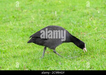 Eurasian Coot Walking ad Amsterdam Paesi Bassi 29-7-2020 Foto Stock