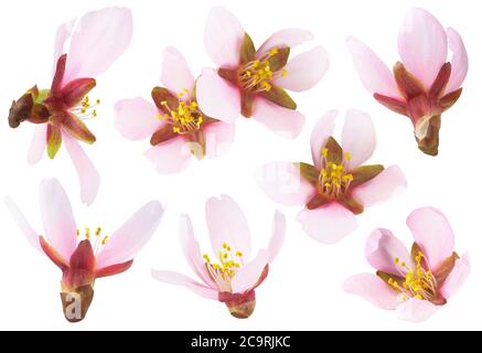 Fiori di mandorle isolati. Collezione di fiori di mandorle rosa di forme diverse isolate su sfondo bianco Foto Stock