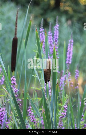 Flora e fauna nel citypark Nijmegen, Paesi Bassi Foto Stock