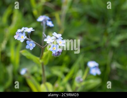 Primo piano Forget-Me-Not fiore miosotis alpestris crescente selvaggio, fuoco selettivo, bokeh verde erba sfondo Foto Stock