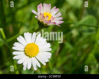 Primo piano macro due piccole daisy Bellis perennis fiore rosa terre petalo bianco con sfondo bokeh verde, fuoco selettivo Foto Stock